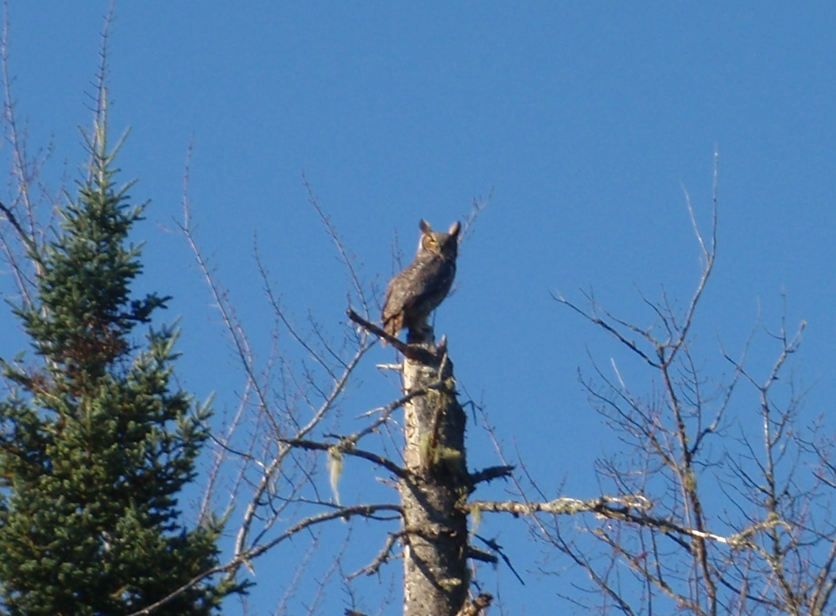 What the Hell are You Guys Doing Here? An Owl Stares Down at us Along the Moosehead River